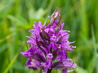 Knabenkraut Orchidee